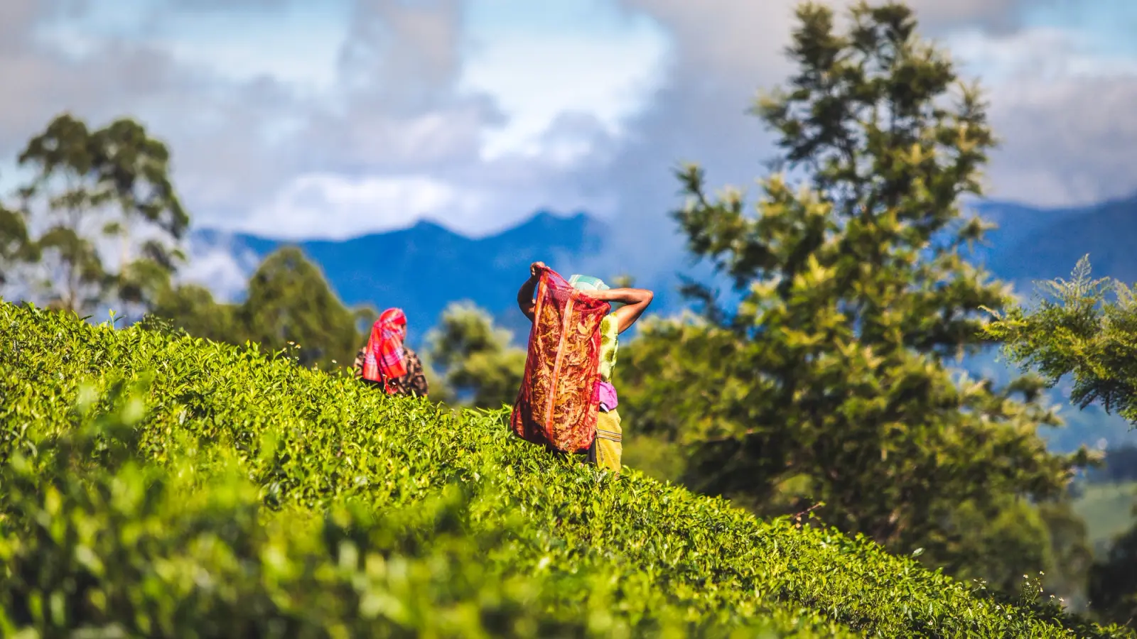 Cueilleuses de thé dans les plantations du Sri Lanka